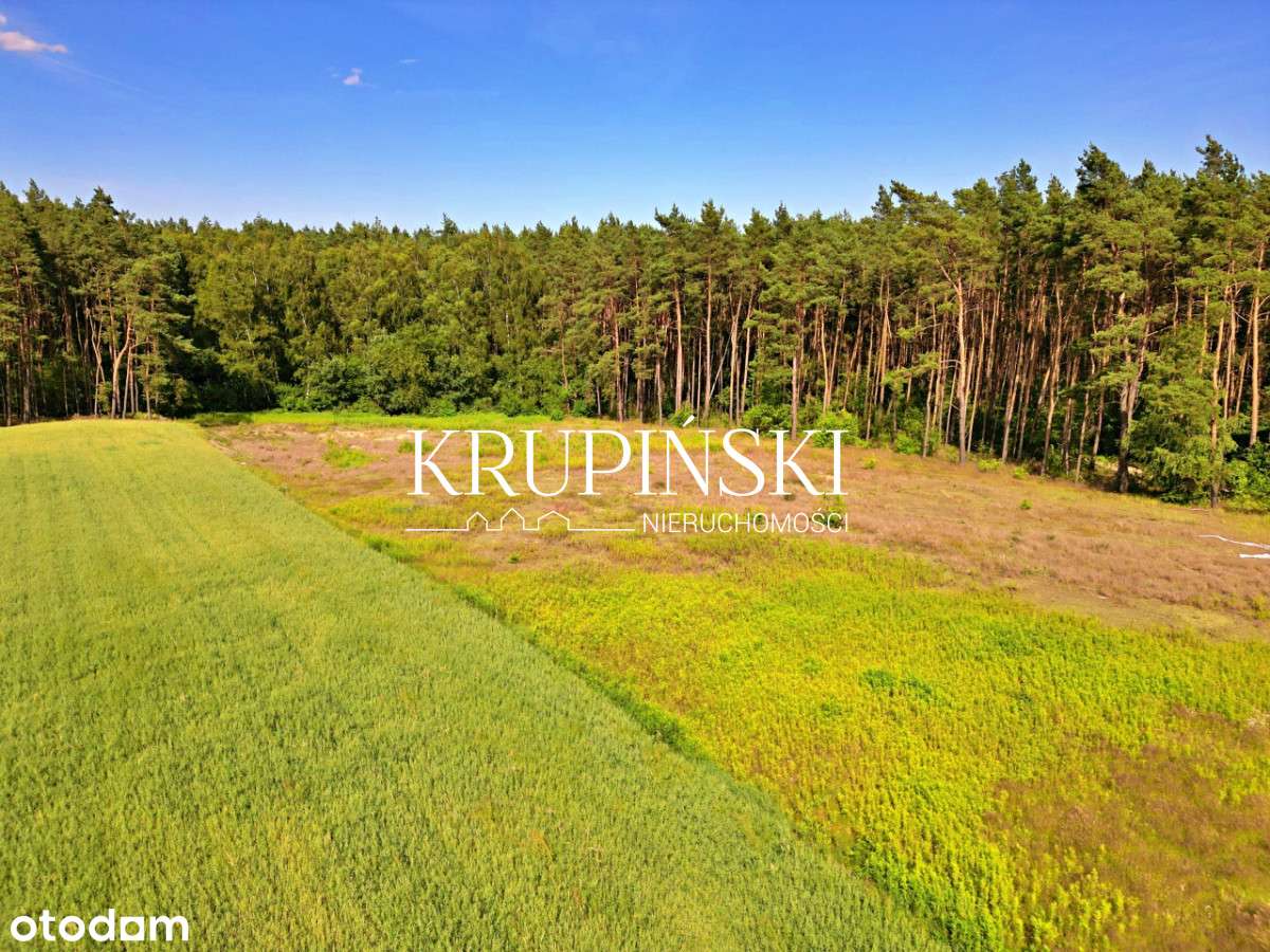 Dobrzejewice działki pod lasem! - Pełny obrazek: 5/17