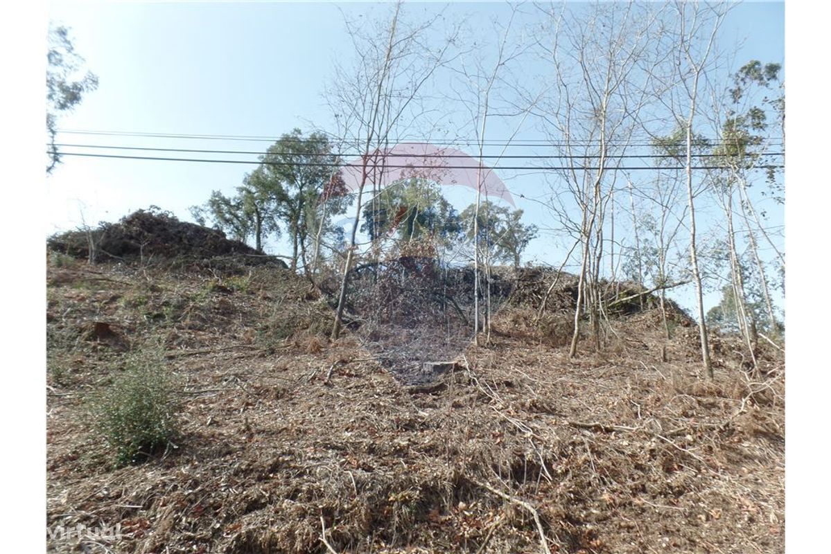 TERRENO FLORESTAL EM ZONA DE IMENSA TRANQUILIDADE