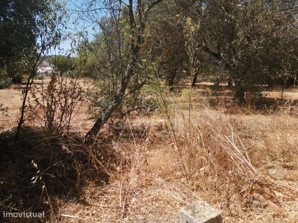 Terreno rústico, no Concelho de S. Brás de Alportel, Algarve - Grande imagem: 4/18