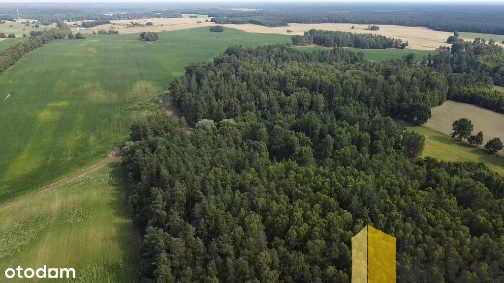 Działka leśna, las Pasieka 13 ha sprzedam - Pełny obrazek: 4/9