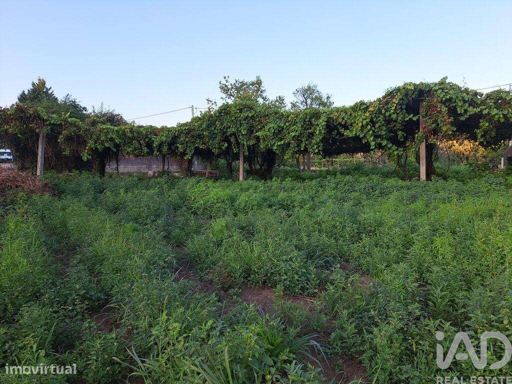 Terreno em Freiriz de 3900,00 m2 - Grande imagem: 2/18