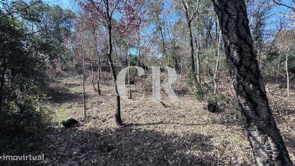 Ruína para reabilitar com terreno-5