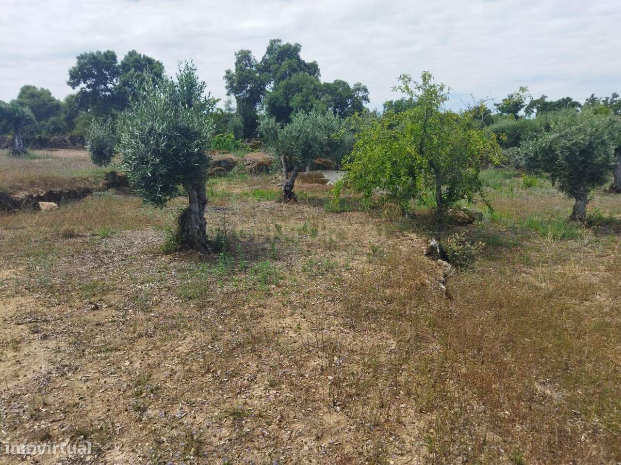 Terreno rústico | Lousa CTB, Castelo Branco-20