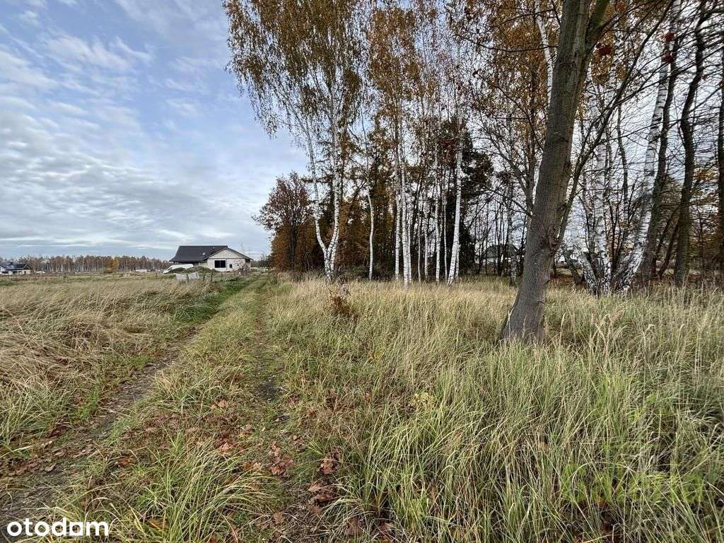 Zalesiona działka w Niedźwiedziu-2