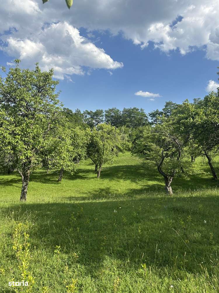 Sotrile - teren foarte frumos - 10000 mp - 18 Euro/mp - Imagine principală: 5/12