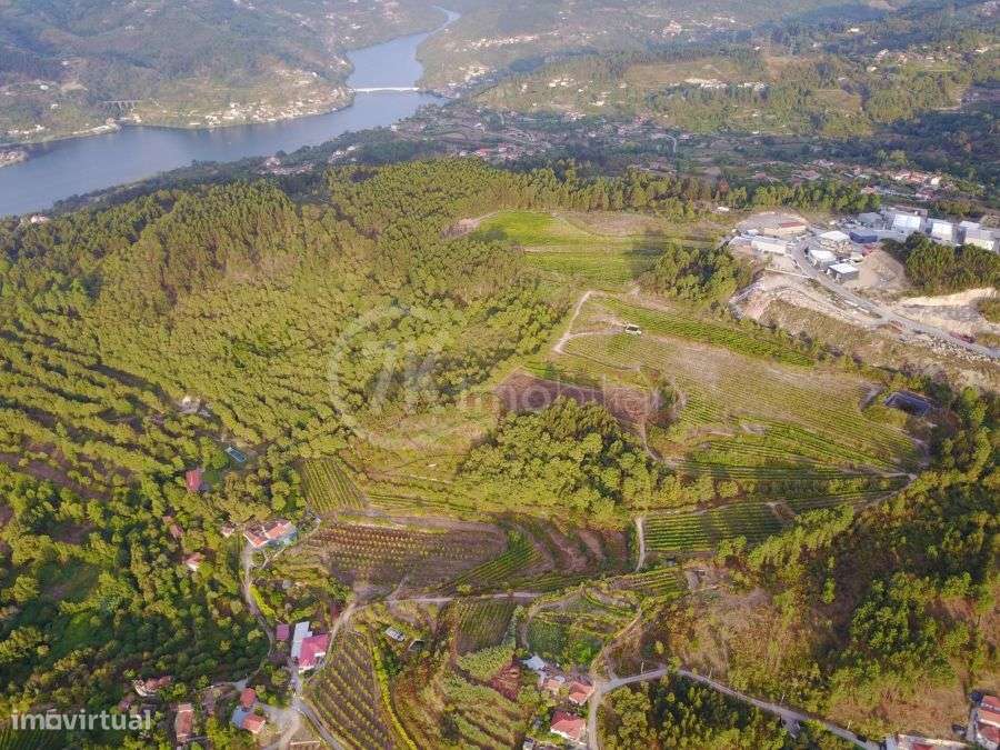 Quinta do Palheiro - Grande imagem: 5/12