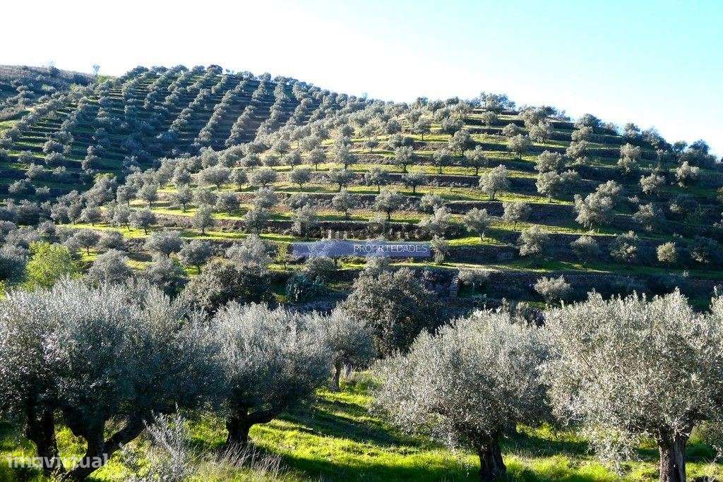 Olival 95.000m2, 980 oliveiras. Portugal, F. C. Rodrigo, Barca DAlva. - Grande imagem: 5/9