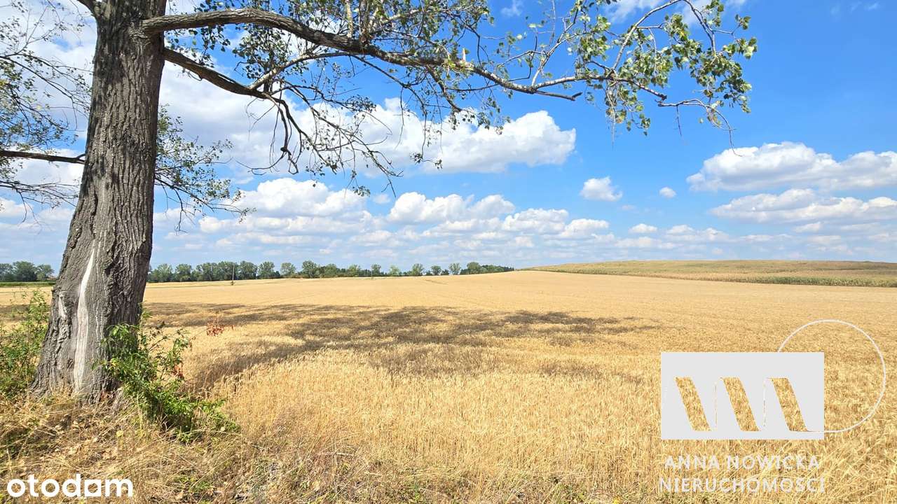 Dwie działki rolne na sprzedaż | Biedrzychów | 2,37 ha i 0,76 ha-0