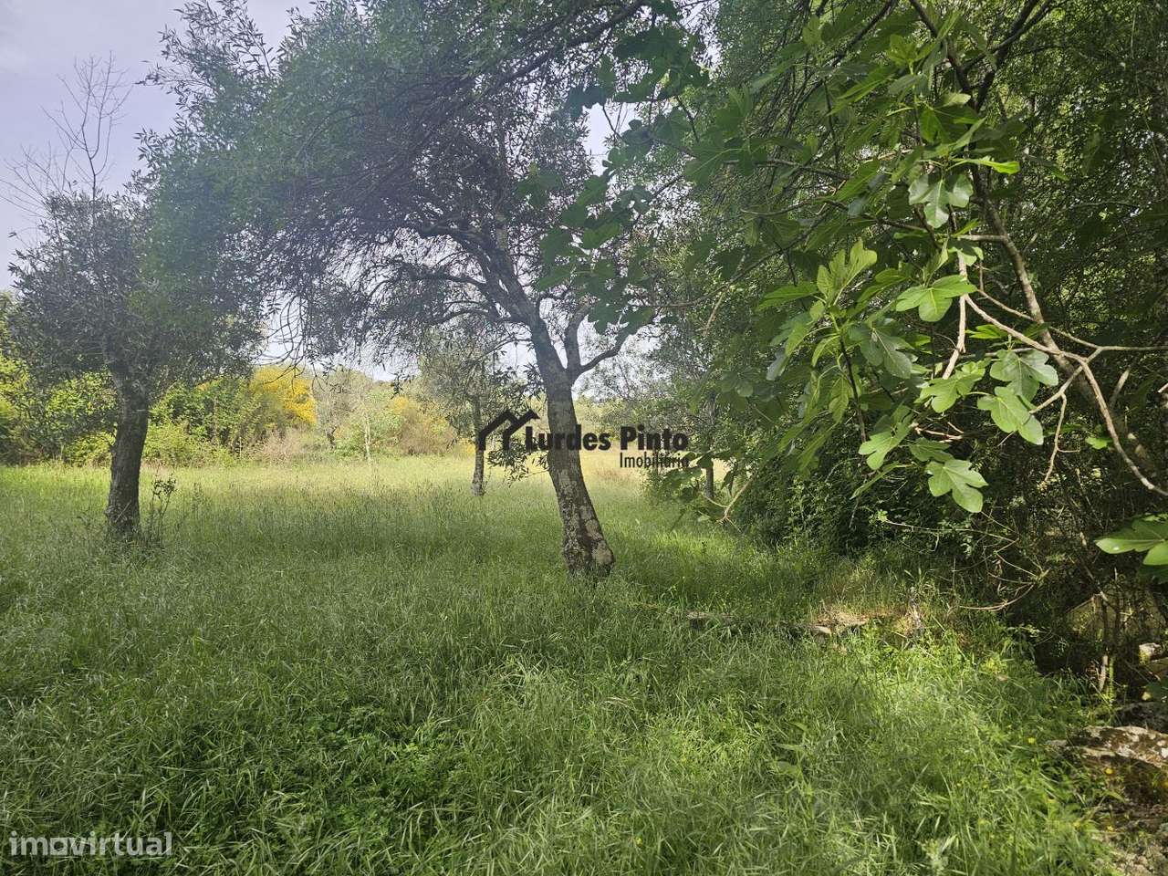 Quinta à beira do Rio Ocreza-14