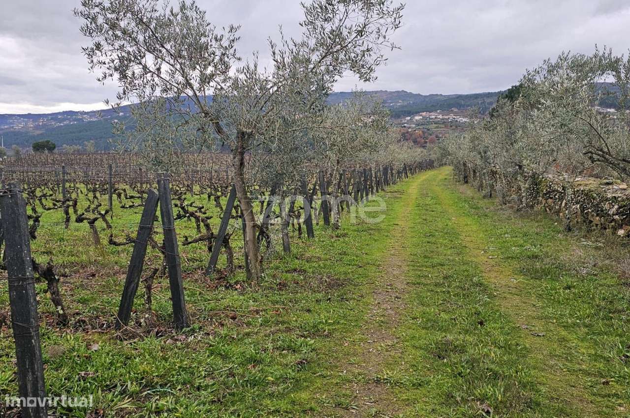Terreno Agrícola – 22.800 m² – Vilar de Maçada, Alijó-1