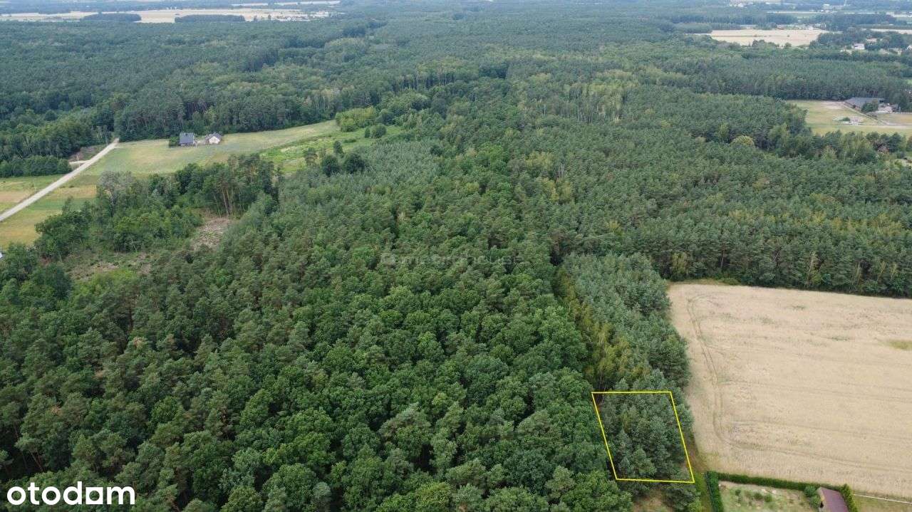 Kameralna działka wśród lasów! - Pełny obrazek: 4/6