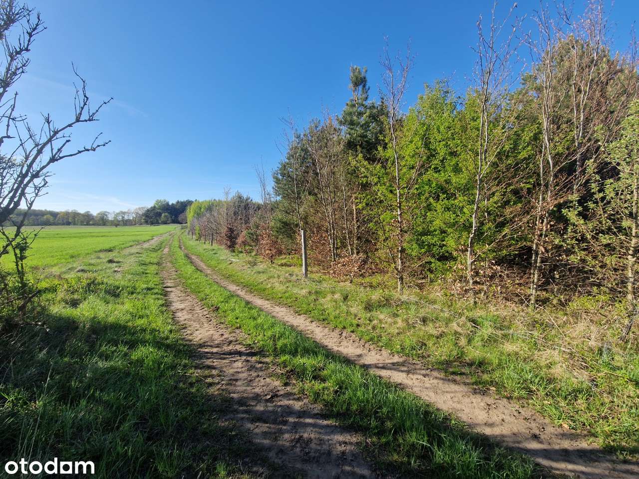 Blisko jezioro, dojazd drogą gruntową, zadrzewiony. - Pełny obrazek: 5/7