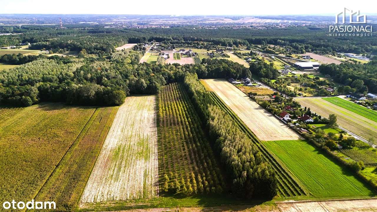Cztery atrakcyjne działki budowlane w Urzędowie - Pełny obrazek: 5/9