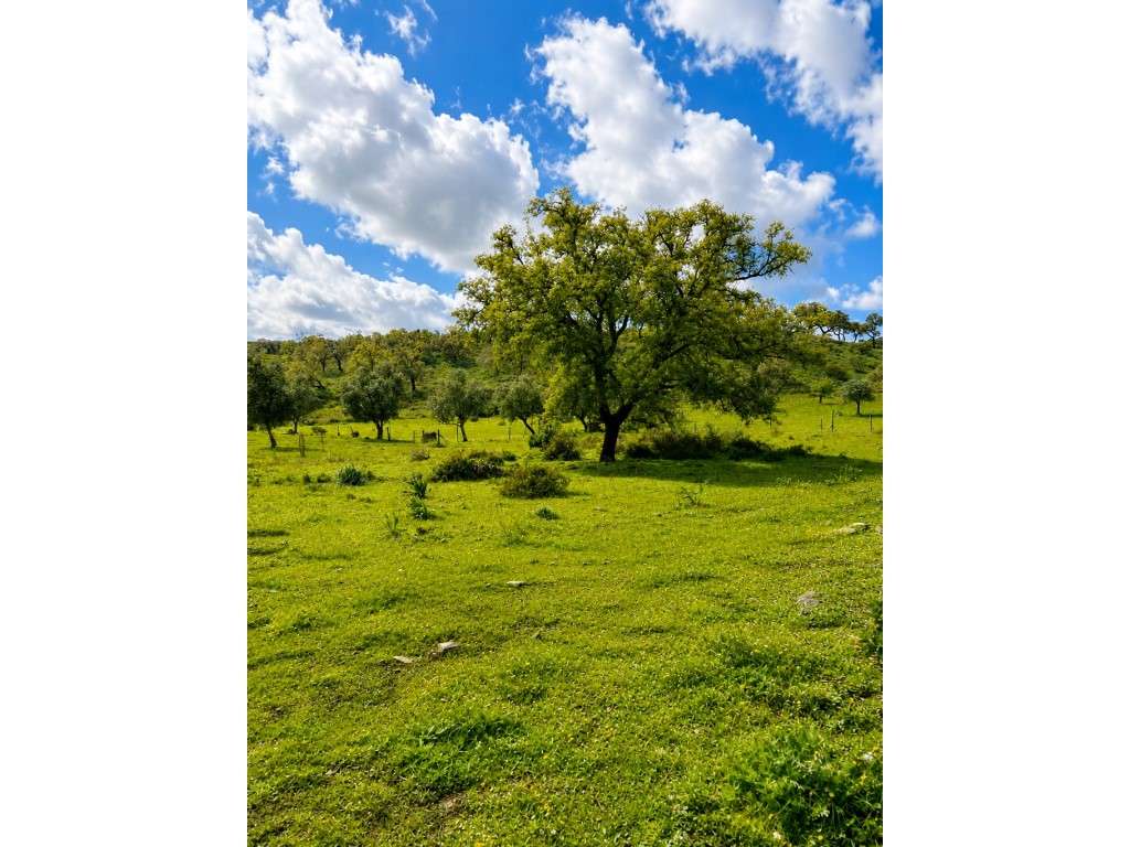 Terreno de 12ha com projeto aprovado em Grândola-22