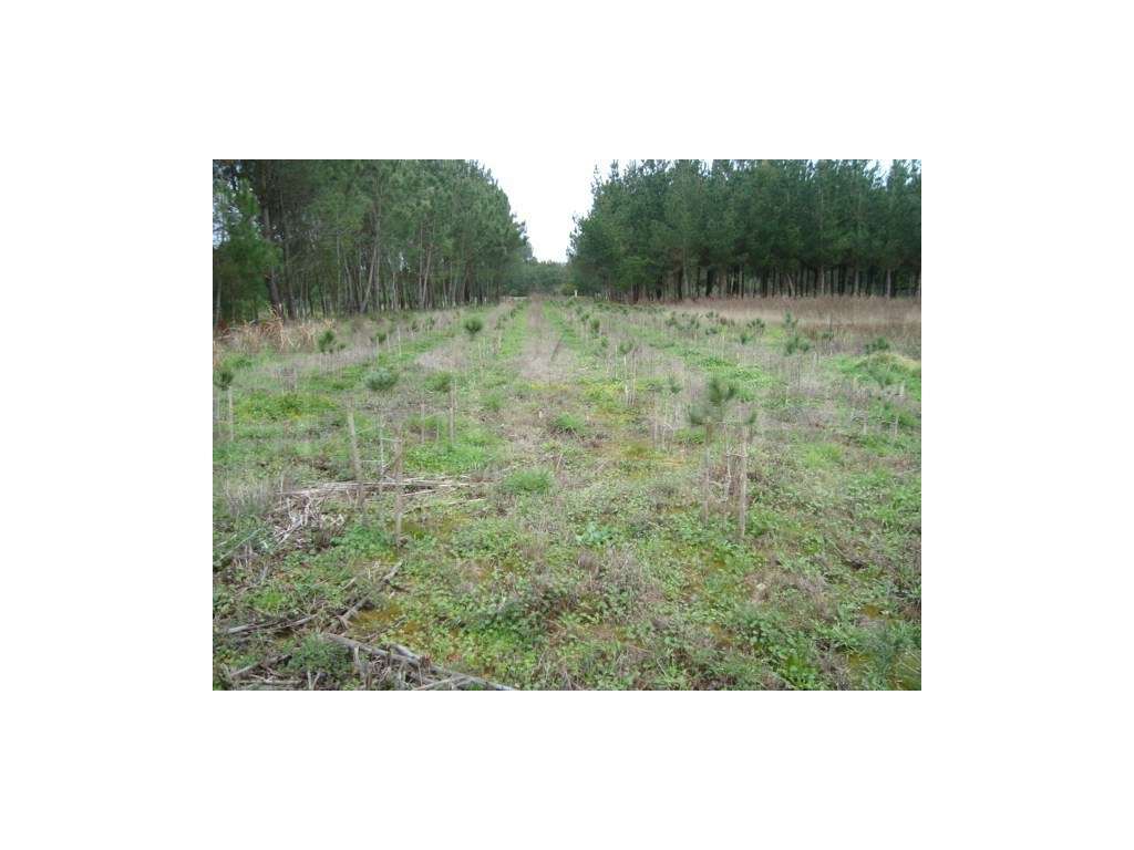 Terreno Venda Mira - Grande imagem: 2/2