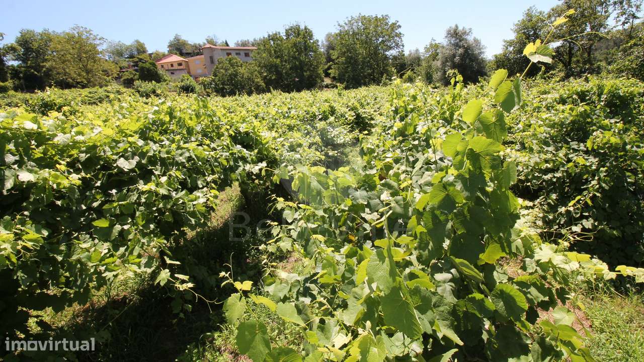 Quinta entre Amares e Gerês com casa para recuperar e vinha - Grande imagem: 4/21