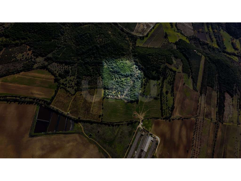 Terreno Rústico para venda em Alforgemel, Almoster - Grande imagem: 2/20