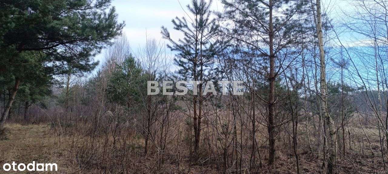 Zofiówka-atrakcyjna lokalizacja - Pełny obrazek: 4/7