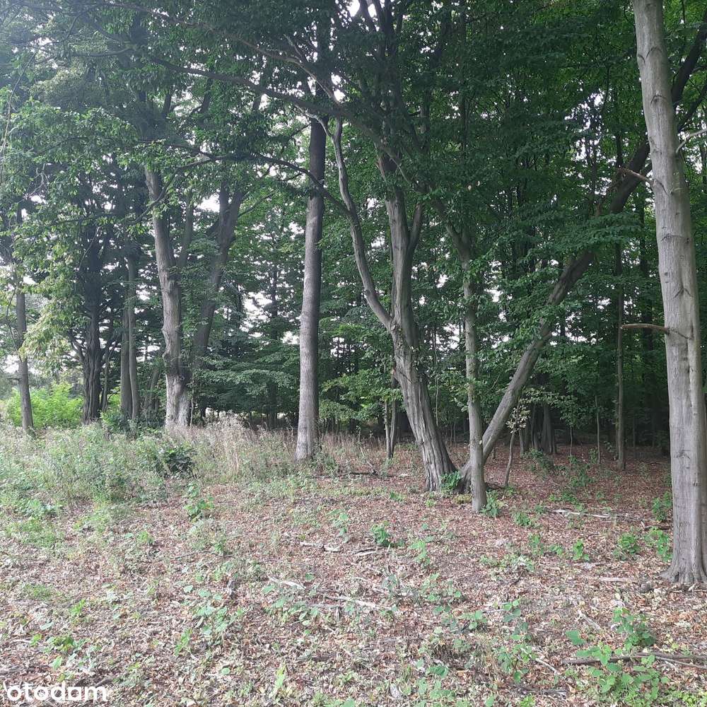 Działka budowlana Aleksandria, Puszcza Mariańska-3