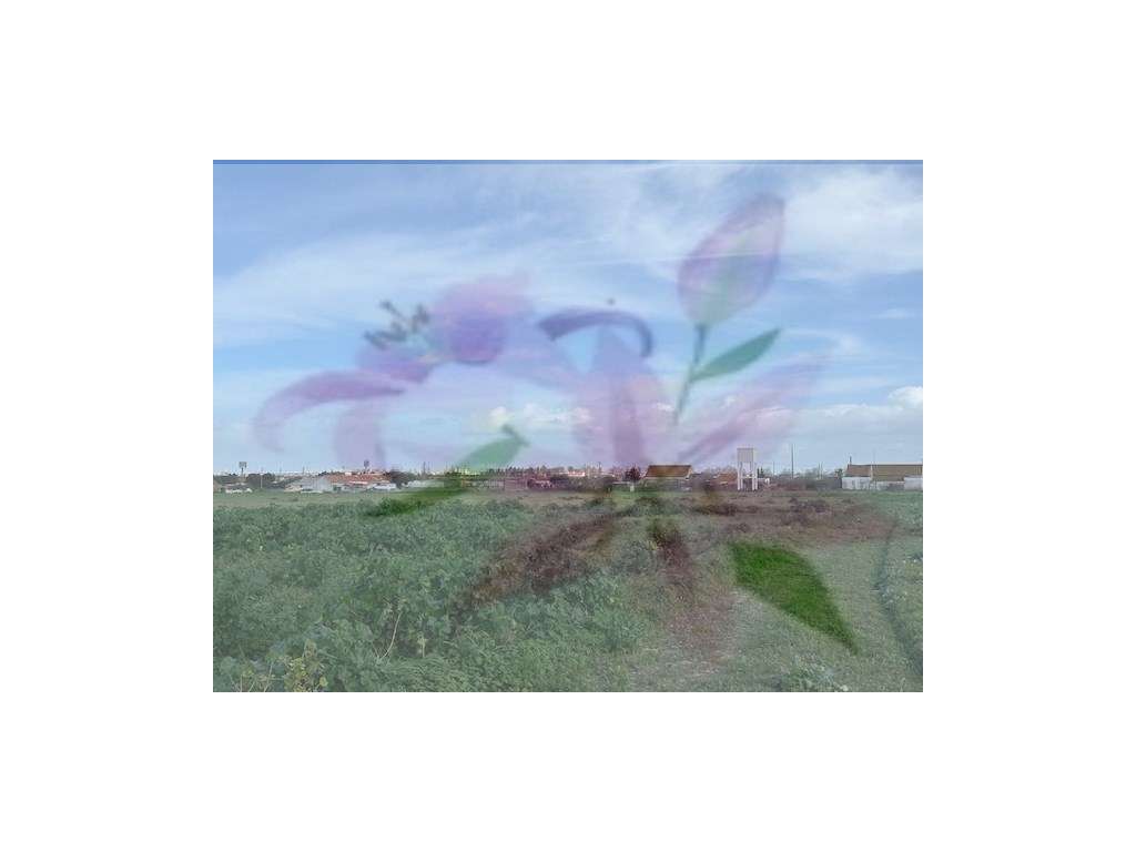 MONTIJO - TERRENO C/ 8.800M2 (JUNTO BELA COLÓNIA) - Grande imagem: 3/3