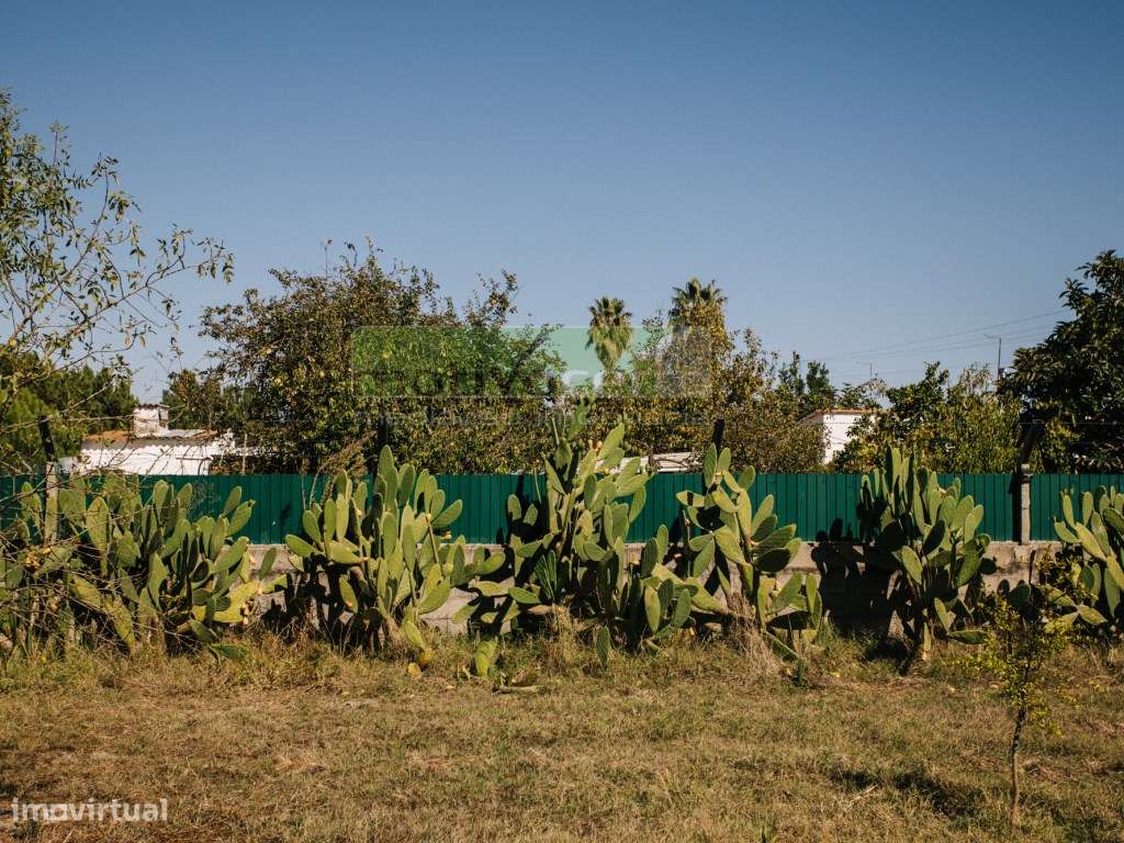 Moradia Térrea T4 em Quinta de 11.250 m² com Árvores de Fruto. Em S...-37