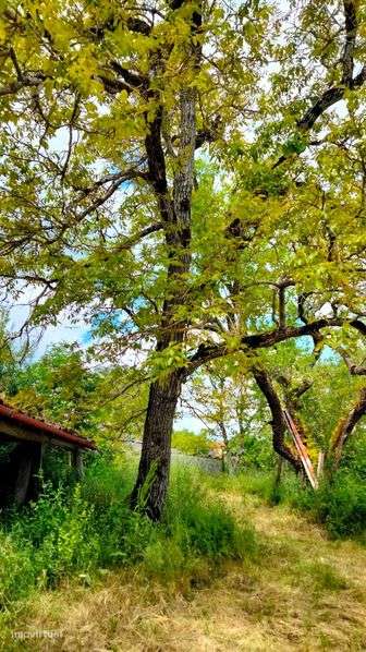 Pequena quinta junto à cidade de Pombal - Grande imagem: 4/12