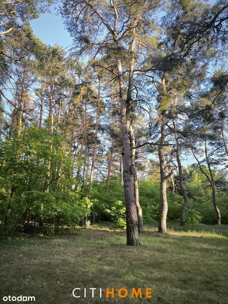 Działka budowlana Józefów 1528m2 starodrzew-1