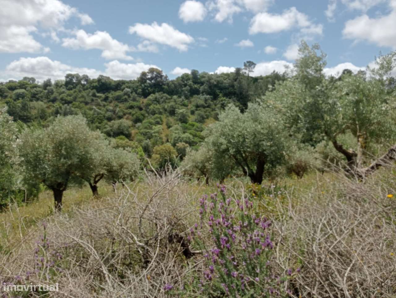 Terreno Urbano de 4,872 hectares em Santarém-2