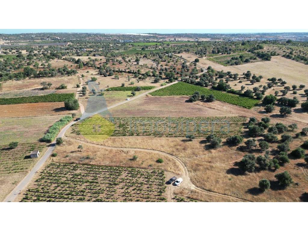 Terreno rústico para venda em Tunes com vinha - Grande imagem: 5/7