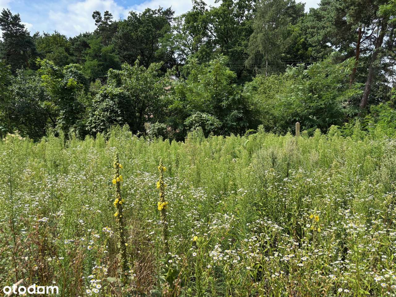 Działka budowlana Izabelin, wszystkie media - Pełny obrazek: 4/5
