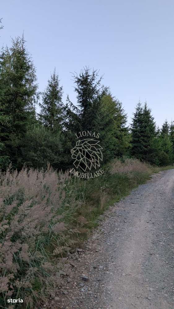 Teren 19,500 mp (1,95 Ha)-curent-ideal cabane-Colibita - Imagine principală: 3/3