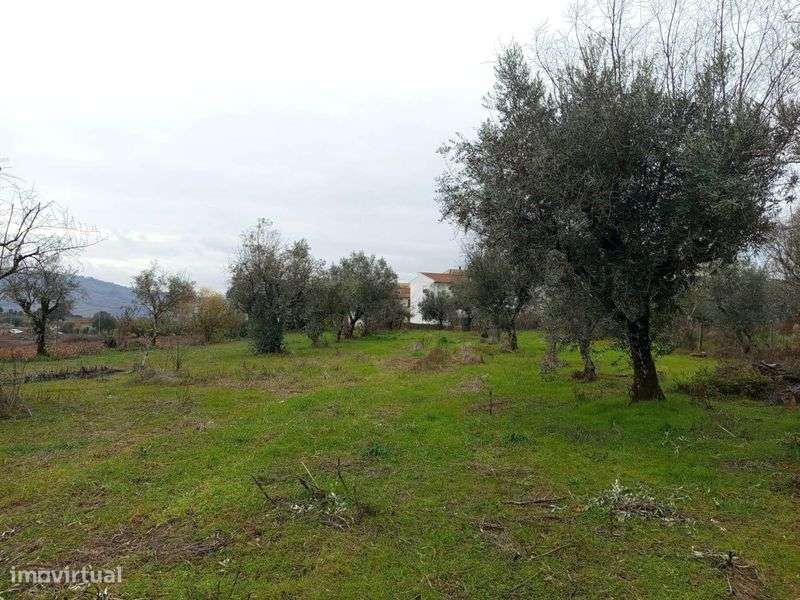 Terreno agrícola- Penalva do Castelo - Grande imagem: 5/11