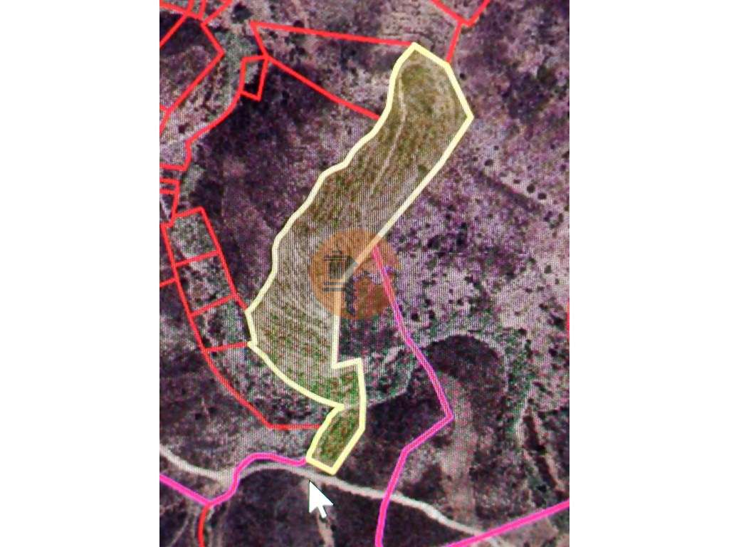 TERRENO COM 23.440 M2 - COM ESTUFAS - LINHA D'AGUA - TANOEIRO - CAS... - Grande imagem: 2/39