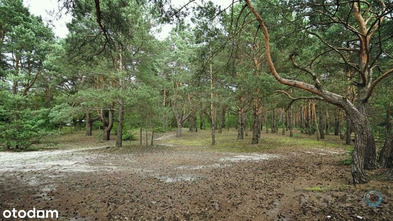 Tutaj można pójść na wrzosowisko i zapomnieć wszys - Pełny obrazek: 4/11