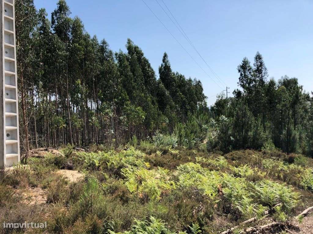 Terreno rústico no Cercal - Grande imagem: 5/10