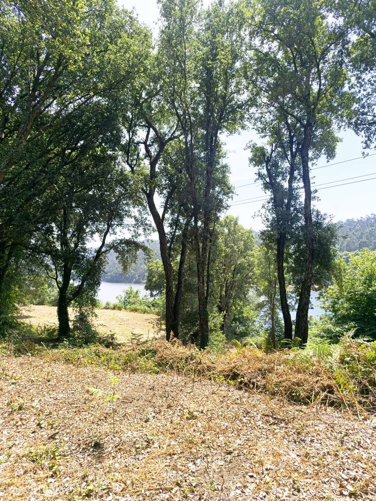 Quinta com 19000 m2 nas margens do Douro-22