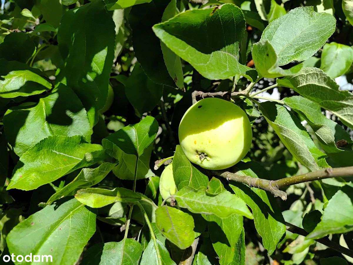 Działka z murowanym domkiem.-11