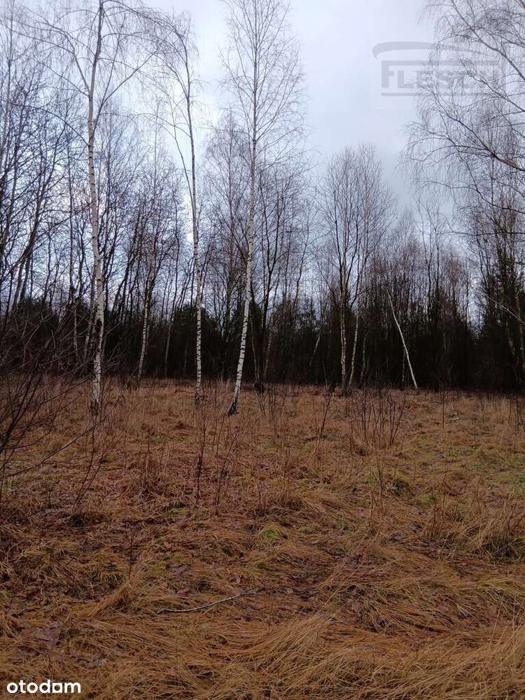 Działka siedliskowa Słubica Wieś 3000m2 - Pełny obrazek: 4/8