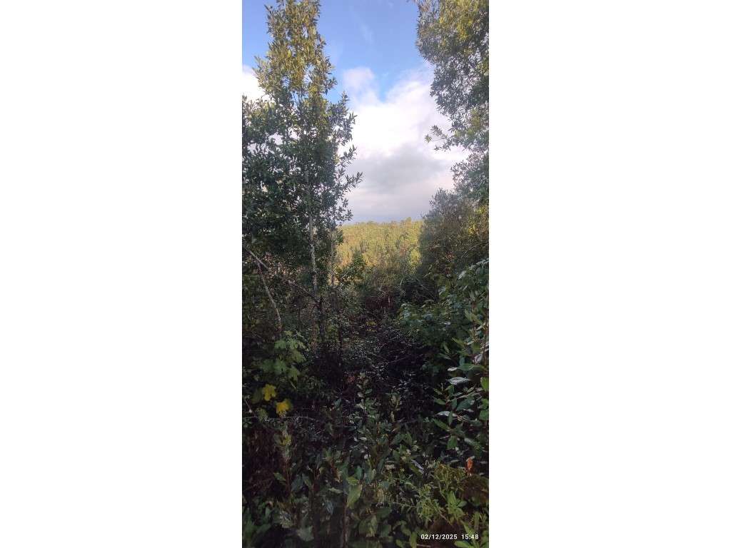 Casa para restauro com 6000m2 de terreno, localização única entre a...-13