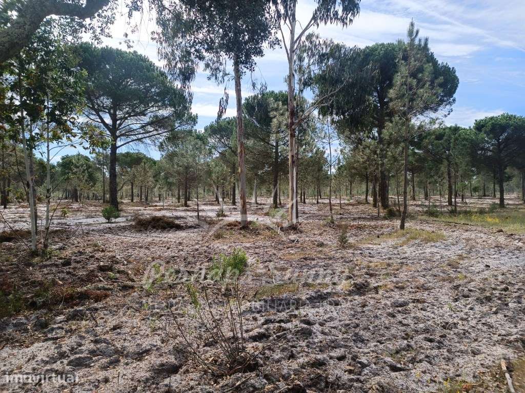 Herdade Bicas - Comporta-17