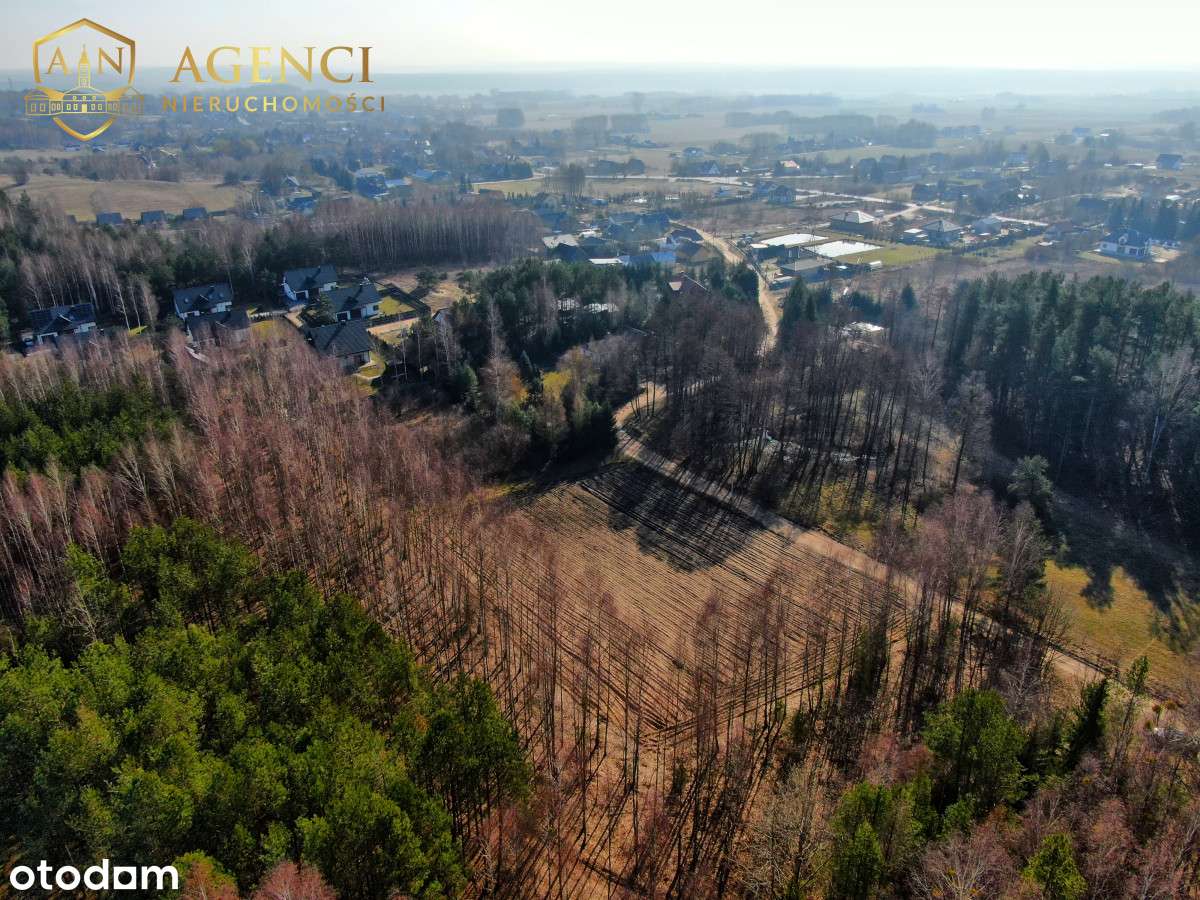 ** Las na wyciągnięcie ręki * Studzianki ** - Pełny obrazek: 4/7