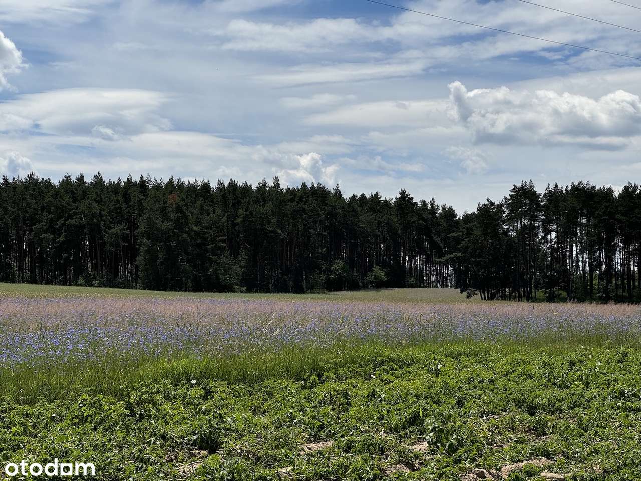 Działka budowlana z własnym lasem i asfaltowym dojazdem, media!-11