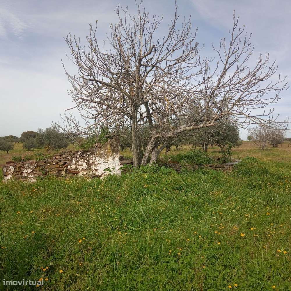 Monte Alentejano junto a Mourão-6