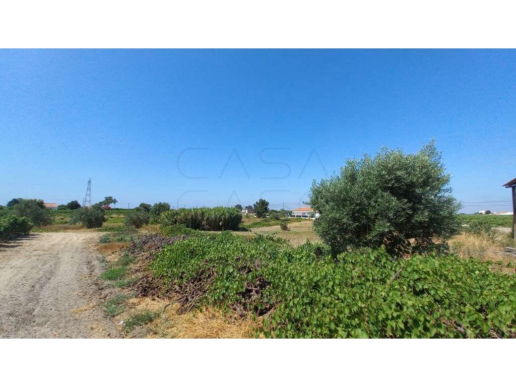 Herdade vinhateira próxima de Setúbal-21