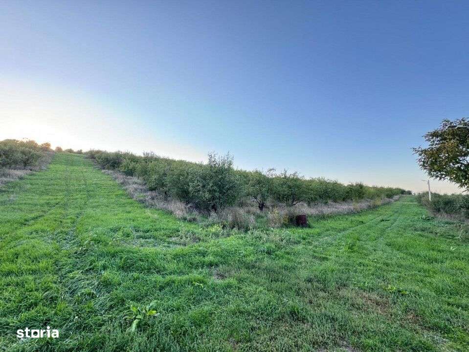 Vanzare Teren Intravilan 800 mp Visani Sf. Ilie PUZ Casa D+P+E - Imagine principală: 4/5