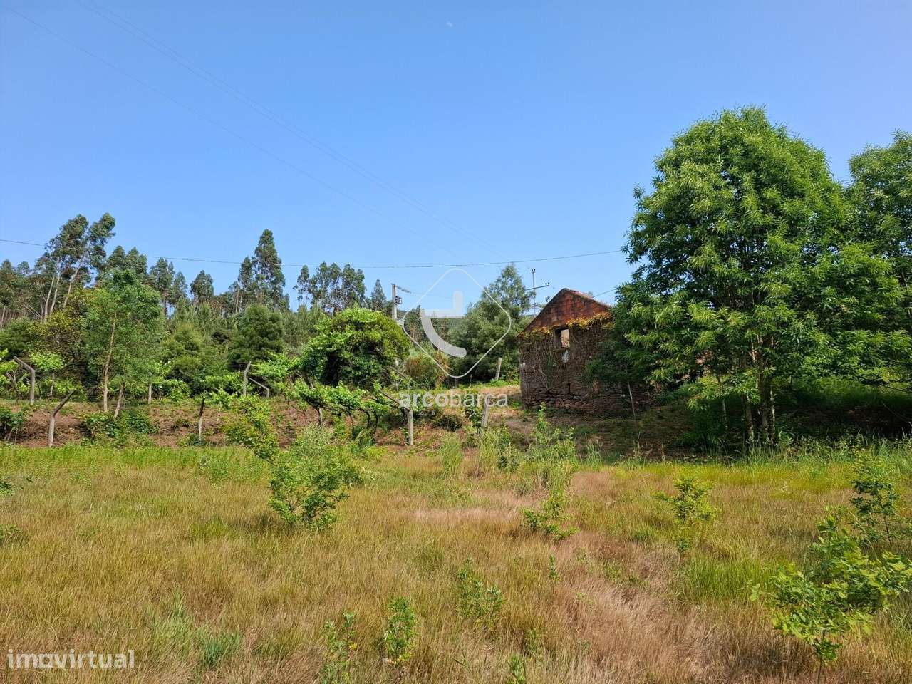 Quintinha ruinas p/restauro com 2520m2 - Moreira Lima - Ponte de Lima-5