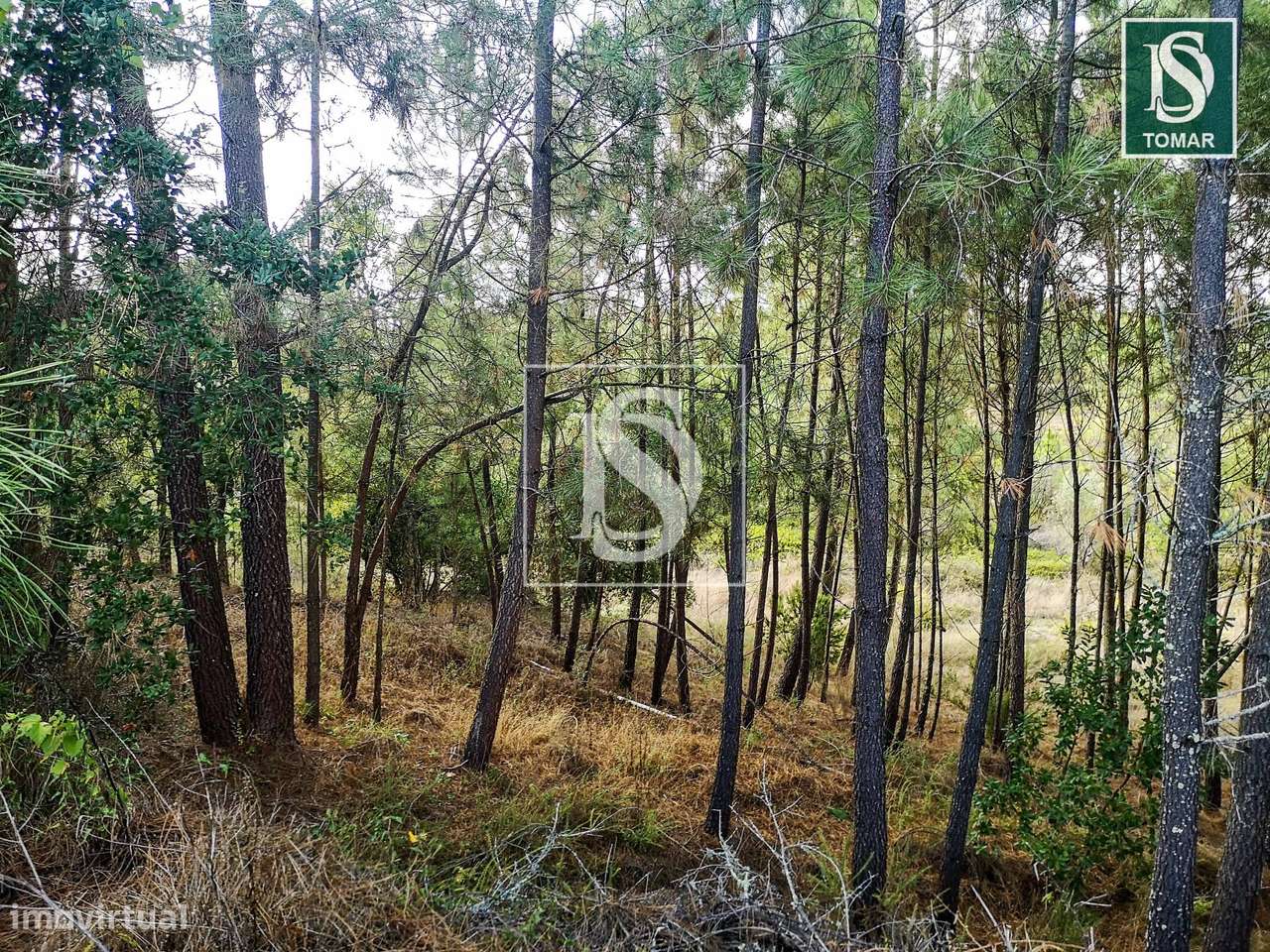 Terreno  Venda em Serra e Junceira,Tomar-5