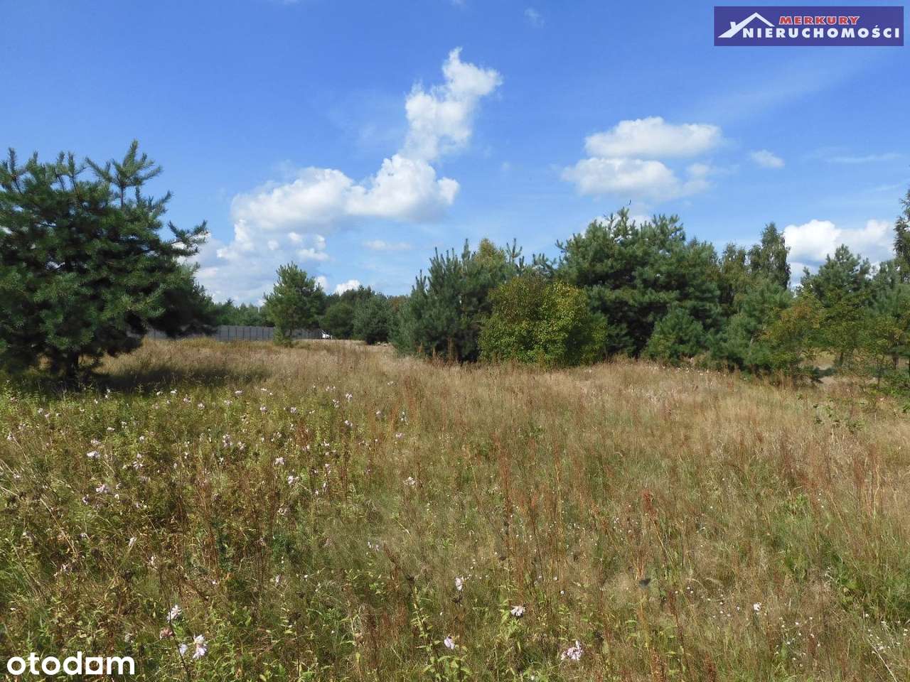 Duża działka w sąsiedztwie lasu. - Pełny obrazek: 4/8