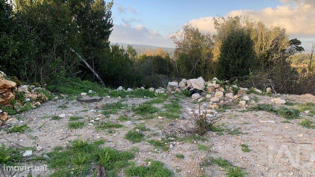 Terreno Agrícola em Pombal - Grande imagem: 3/28