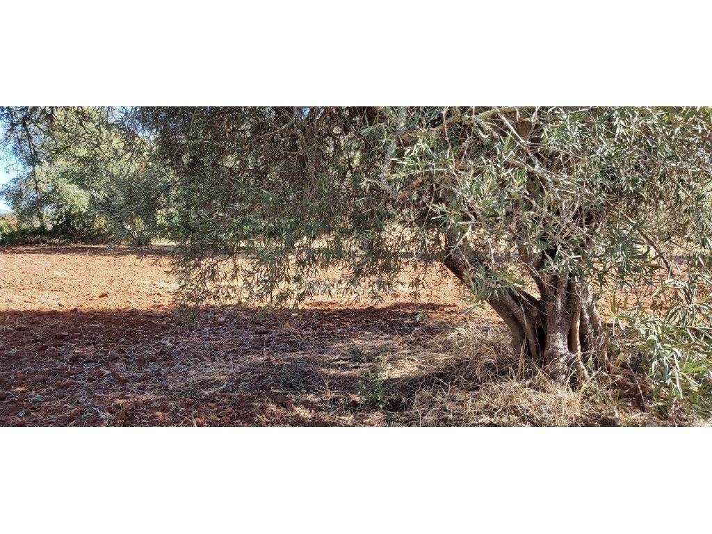Terreno rústico, em zona agrícola, Ribeira de Alte, Paderne, Albufe... - Grande imagem: 4/24